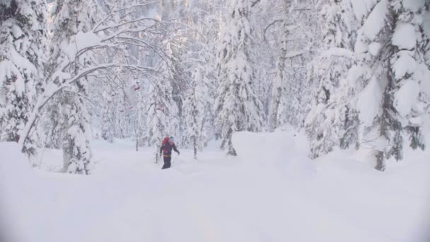 Skitour Szibériában. Egy ember síelésre a havas erdőben. — Stock videók