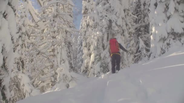 シベリアの Skitour。雪に覆われた森でスキー男. — ストック動画