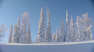 Sibirya dağlarda kış orman