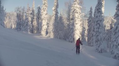Sibirya'da skitour. Karlı bir ormandaki tepeden aşağı bir kişini.