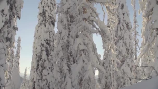 Bosque de invierno en las montañas de Siberia — Vídeos de Stock