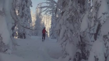 Sibirya'da skitour. Karlı bir ormandaki tepeden aşağı bir kişini.