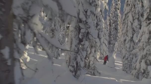 Skitour Szibériában. Egy ember lovaglás le a dombról, a havas erdőben. — Stock videók