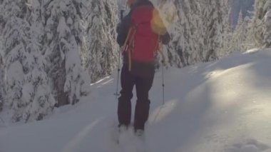 Sibirya'da skitour. Karlı bir ormandaki tepeden aşağı bir kişini.