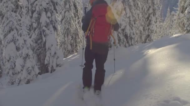 Skitour in Siberia. A man riding down the hill in a snowy forest. — Stock Video