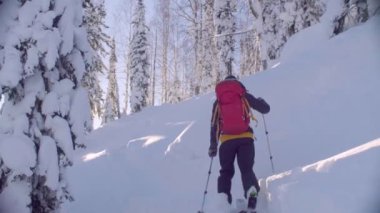 Sibirya'da Skitour. Karlı bir ormandaki tepeye bir adam.