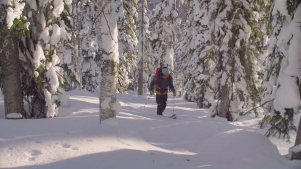 Skitour en Siberia. Un hombre esquiando en un bosque nevado . — Vídeos de Stock