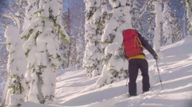 Sibirya'da skitour. Karlı bir ormanda Kayak bir adam.