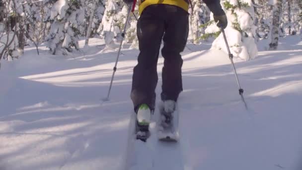 Skitour en Siberia. Mans piernas esquiando en un bosque nevado . — Vídeo de stock