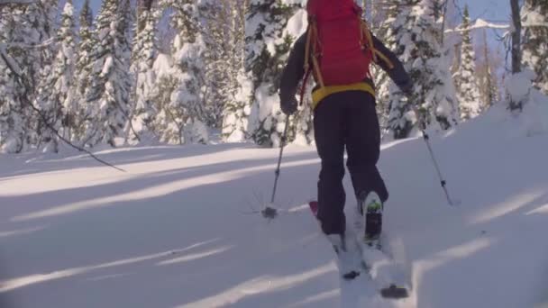 Скитер в Сибири. Человек катается на лыжах в снежном лесу . — стоковое видео