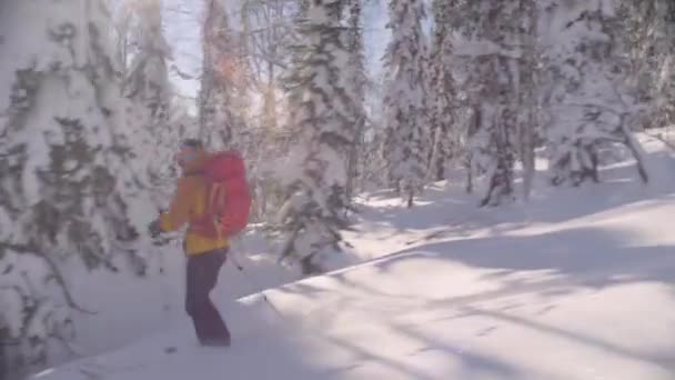 Skitour Szibériában. A freeridereknek lovaglás le a dombról, a havas erdőben. — Stock videók