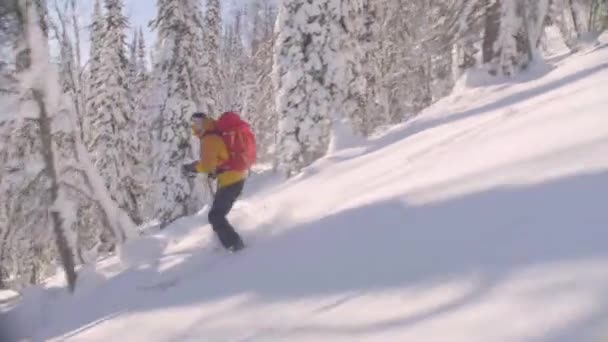 Skitour Szibériában. Egy ember lovaglás le a dombról, a havas erdőben. — Stock videók