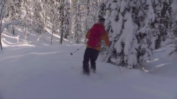 Skitour in Siberia. A man riding down the hill in a snowy forest. — Stock Video