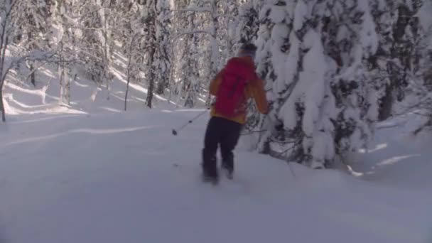 Skitour Szibériában. Egy ember lovaglás le a dombról, a havas erdőben. — Stock videók