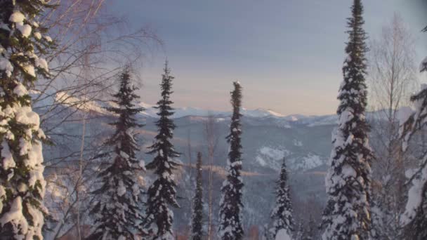 Foresta invernale sulle montagne siberiane — Video Stock