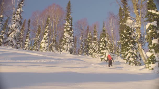 Skitour en Siberia. Un hombre esquiando en un bosque nevado — Vídeos de Stock