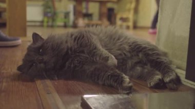 Yerde yatarken kabarık Gri kedi