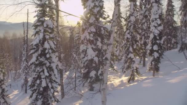 Зимний лес в Сибирских горах — стоковое видео