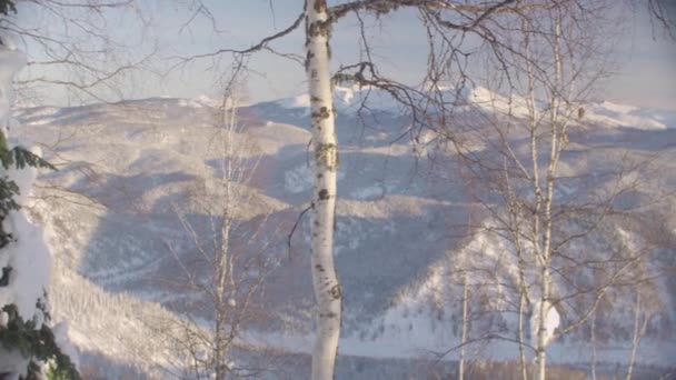 Зимний лес в Сибирских горах — стоковое видео