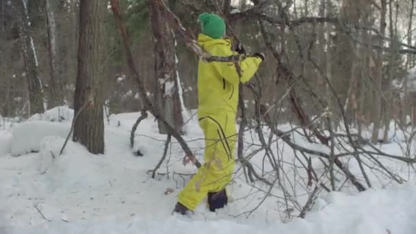 Ecologista examina un árbol dañado en el bosque . — Vídeos de Stock