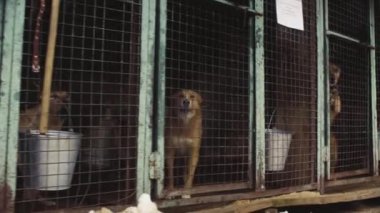 Bir köpek barınağında kuş köpekler