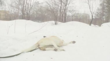 Köpekler barınaktan sokak köpekleri ile yürüyen gönüllüler