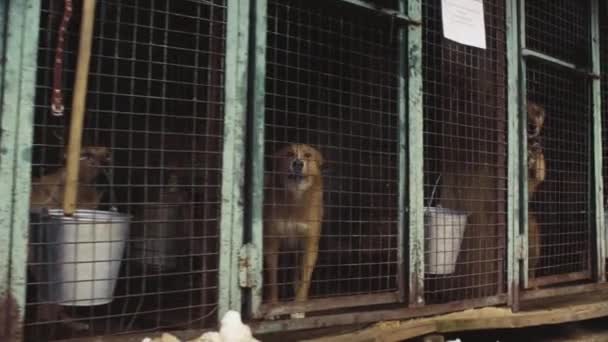 Perros en pajarera en un refugio para perros — Vídeo de stock