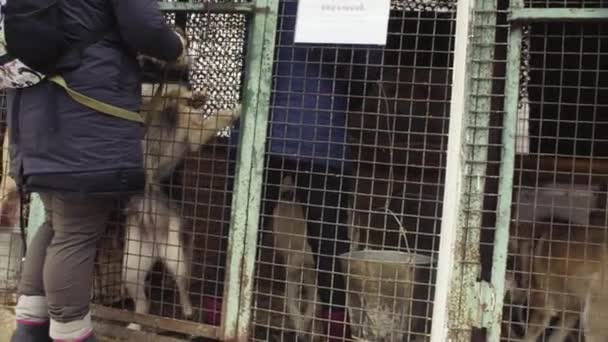 Wolontariusze biorą psy na spacer — Wideo stockowe