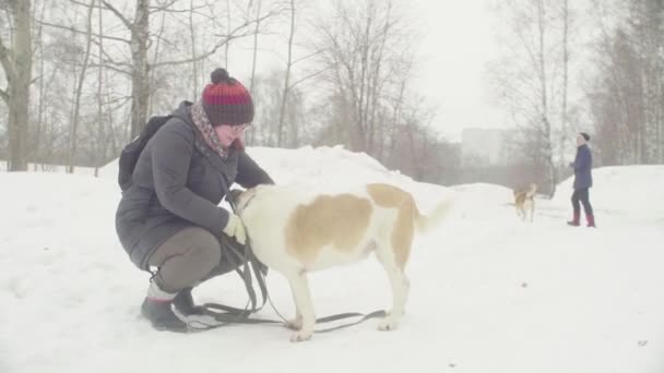 Volontärer gå med herrelösa hundar från hundar Shelter — Stockvideo