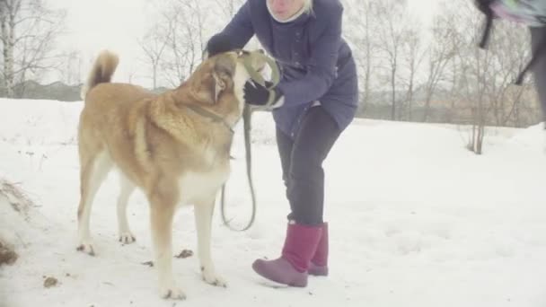 志愿者与流浪狗从狗收容所行走 — 图库视频影像