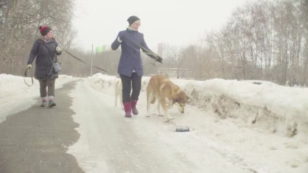 Voluntarios caminando con perros callejeros del refugio de perros — Vídeos de Stock