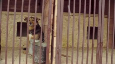 Bir köpek barınağında kuş köpekler