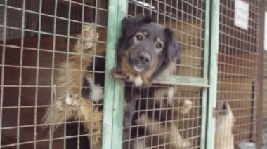 Bir köpek barınağında kuş köpekler yiyecek bekliyor