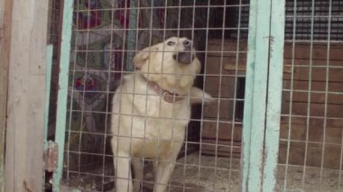 Bir köpek barınağında kuş kalın köpek