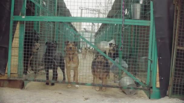 Cães em aviário em um abrigo para cães — Vídeo de Stock