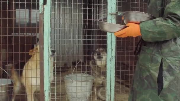 Voluntário em um abrigo de cão alimentando cães — Vídeo de Stock