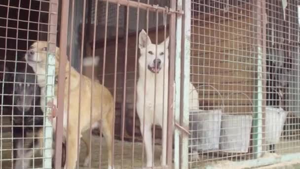 Honden in volière in een honden opvang — Stockvideo