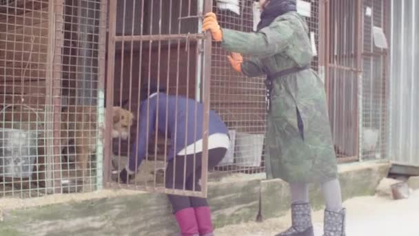 Ehrenamtliche im Tierheim füttern Hunde — Stockvideo