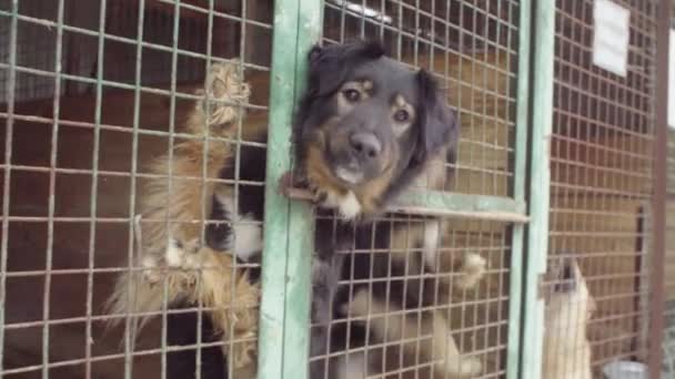 Perros en pajarera en un refugio para perros esperando comida — Vídeos de Stock