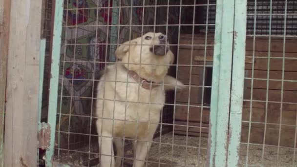 Grueso perro en aviario en un refugio para perros — Vídeo de stock