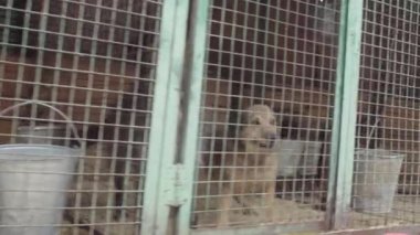 Bir köpek barınağında kuş köpekler