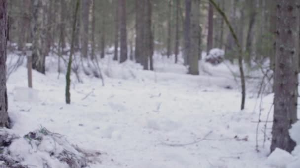 Ekolog i skogen gräva en jord slits — Stockvideo