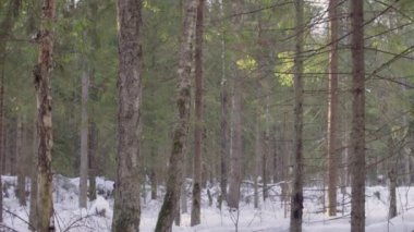 Kışın çam ormanı