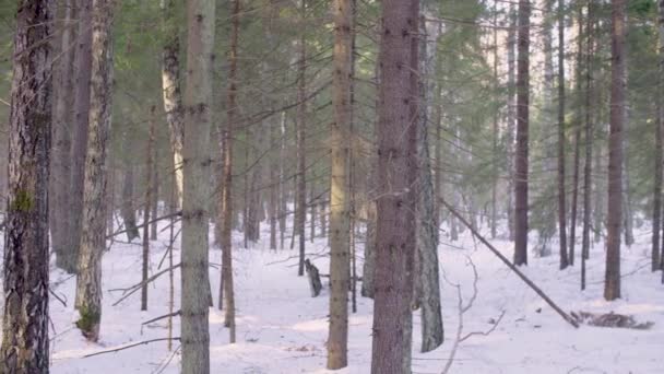 Granskog på vintern — Stockvideo