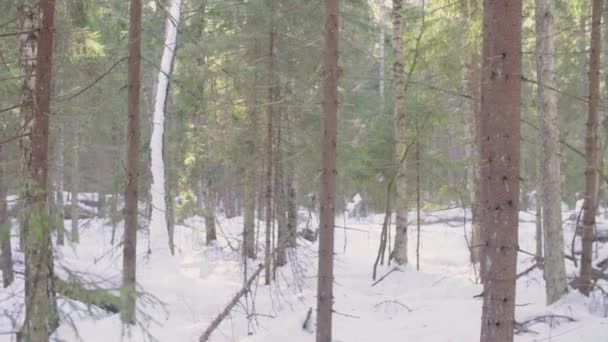 Granskog på vintern — Stockvideo