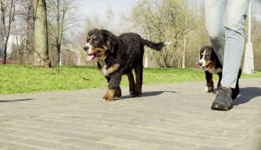 Bernese çoban köpeği yavru bir parkta bir yolda