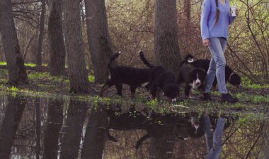 Bernese çoban köpeği yavru su birikintisi içme