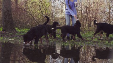 Bernese çoban köpeği yavru su birikintisi içme