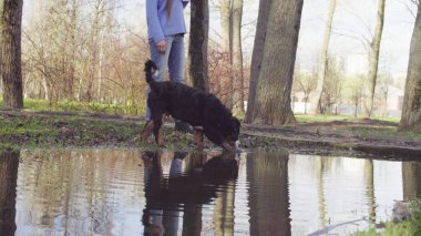 Bernese çoban köpeği yavru su birikintisi içme
