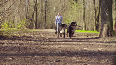 Bernese çoban köpeği kukla ile yürüyen kadın